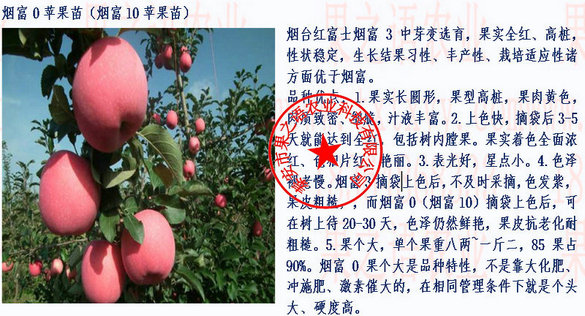 黑龙江信浓红苹果树苗供应商诚信经营
