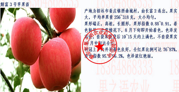 黑龙江脱毒苹果树供应商订购热线