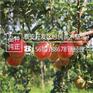 苹果苗根系发达m9t337苹果苗多少钱