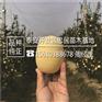 苹果苗品质优5公分苹果苗一棵多少钱