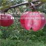 山东矮化苹果苗批发多少钱
