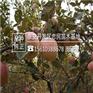 苹果苗自产自销2001红富士苹果苗几年结果