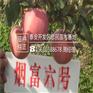 苹果苗中熟品种蛇果苹果苗一亩地产多少斤