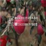 苹果苗当年挂过柱状苹果苗批发价格