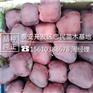 苹果苗附近哪里有烟富8苹果苗管理技术