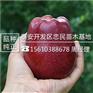 苹果苗一支多少钱美国八号苹果苗品种介绍