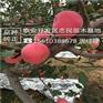 苹果苗见效快美国八号苹果苗什么价格