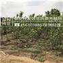 苹果苗中熟品种烟富8苹果苗价格多少