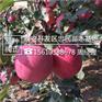 苹果苗一支多少钱1公分苹果苗供应批发