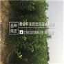 苹果苗价格低黑苹果苗批发基地