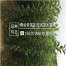 苹果苗怎么管理占地苹果苗几年结果