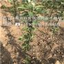 苹果苗修建技术鲁丽苹果苗多少钱一棵