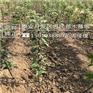 苹果苗市场效益高烟富8苹果苗批发基地