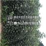 苹果苗产量高红色之爱苹果苗批发多少钱