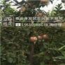 苹果苗规格齐全烟富3苹果苗管理技术