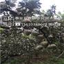 苹果苗小苗红富士苹果苗供应商