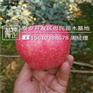 苹果苗附近哪里有矮化苹果苗一亩地栽多少棵