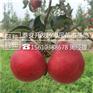 苹果苗见效快红将军苹果苗几年结果
