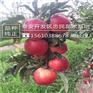 苹果苗一支多少钱元帅苹果苗最新价格