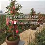 苹果苗前景好4公分苹果苗一亩地产多少斤