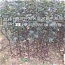 苹果苗自产自销红肉苹果苗多少钱