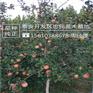苹果苗成活率高美国八号苹果苗价格多少