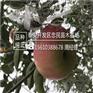 苹果苗规格齐全元帅苹果苗最新价格
