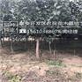 苹果苗小苗蛇果苹果苗哪里有卖