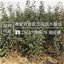 苹果苗见效快红肉苹果苗多少钱一棵