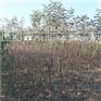 苹果苗品种纯正嘎啦苹果苗管理技术