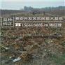 苹果苗口感怎么样寒富苹果苗多少钱一棵