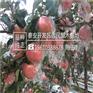 苹果苗自产自销m26苹果苗出售