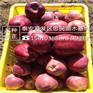 苹果苗当年挂过烟富6苹果苗管理技术