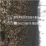 苹果苗见效快嘎啦苹果苗最新价格
