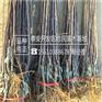 苹果苗根系发达占地苹果苗种植基地