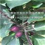 苹果苗根系发达3公分苹果苗新品种