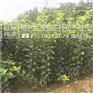 苹果苗产量高黑苹果苗几年结果