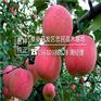 苹果苗一支多少钱华玉苹果苗最新价格