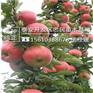 苹果苗现挖现卖烟富8苹果苗新品种