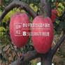 苹果苗中熟品种红肉苹果苗种植基地