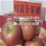 苹果苗市场效益高红富士苹果苗新品种