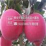 苹果苗怎么管理红富士苹果苗行情