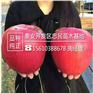 苹果苗中熟品种柱状苹果苗一棵多少钱