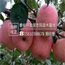 苹果苗市场效益高红富士苹果苗出售