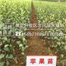 苹果苗什么品种好瑞阳苹果苗供应批发