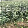 苹果苗规格齐全烟富0苹果苗几年结果
