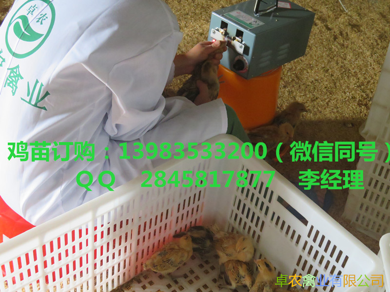 重庆黑鸡苗批发价格 黑土鸡苗养殖行情  黑鸡苗养殖行情  黑土鸡苗价格