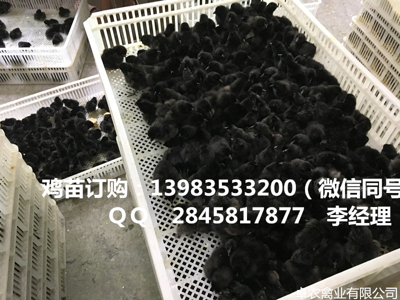 重庆黑鸡苗批发价格 黑土鸡苗养殖行情  黑鸡苗养殖行情  黑土鸡苗价格