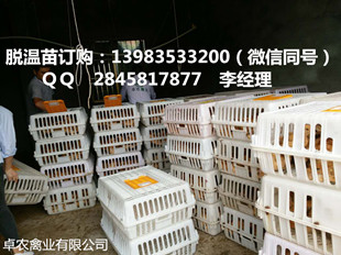 云南盐津乌皮黑羽鸡苗供应 盐津周边乌皮鸡苗厂家电话  乌皮黑鸡苗价格  乌皮黑鸡苗市场  乌皮黑鸡行情