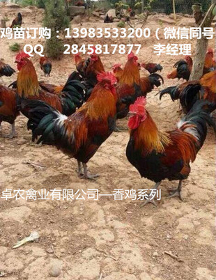 四川最近香鸡苗的价格 隆昌优质香鸡苗供应  香鸡苗市场